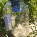 İstanbul'da Kahverengi Kokarca İçin Üç Yıllık Eylem Planı Hazırlandı 6 istanbul istanbulda da kahverengi korkarca ile mucadele b5b710ea83a1