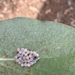 İstanbul'da Kahverengi Kokarca İçin Üç Yıllık Eylem Planı Hazırlandı 7 istanbul istanbulda da kahverengi korkarca ile mucadele c90dc1636204