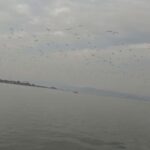 izmir korfezinde kirlilige bagli kotu koku sahillerde etkisini artirdi 08e697183cf1