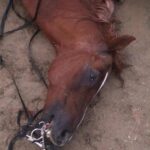 kacak cekilen elektrik hatinda akima kapilan 2 attan 1i oldu video eklendi 54326ffbafb4