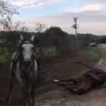 kacak cekilen elektrik hatinda akima kapilan 2 attan 1i oldu video eklendi e5a435669628