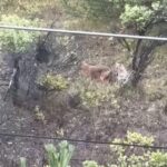kent merkezine kadar inen kurtlar kamerada 292732ced4a7