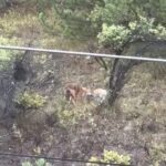kent merkezine kadar inen kurtlar kamerada a136f9d8db19