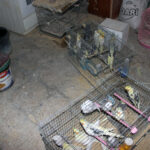 Kırşehir'de Yasa Dışı Depoda 66 Yabani Kuş Ele Geçirildi 3 kirsehirde 66 yabani kus ele gecirildi 3173f20b92ce