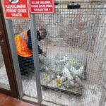 Kırşehir'de Yasa Dışı Depoda 66 Yabani Kuş Ele Geçirildi 1 kirsehirde 66 yabani kus ele gecirildi 570fc49f254c