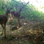 kizilgeyik ile yavrulari fotokapanla goruntulendi e2820541b6b5