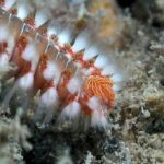 kusadasinin sualti dunyasi dalis tutkunlarinin gozdesi oldu 268db1eaa474