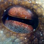 kusadasinin sualti dunyasi dalis tutkunlarinin gozdesi oldu 2b43894c8c2e