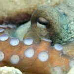 kusadasinin sualti dunyasi dalis tutkunlarinin gozdesi oldu 5a9191d1e3ee