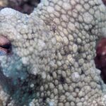 kusadasinin sualti dunyasi dalis tutkunlarinin gozdesi oldu 64309456f310