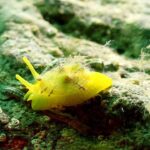 kusadasinin sualti dunyasi dalis tutkunlarinin gozdesi oldu 6fa8ebeff136