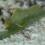 kusadasinin sualti dunyasi dalis tutkunlarinin gozdesi oldu dfe304ba2f39