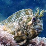 kusadasinin sualti dunyasi dalis tutkunlarinin gozdesi oldu efb26089649f