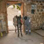 Mardin'de Eşekler Emekliye Ayrılıyor, Yerine Elektrikli Araçlar Gelecek 8 mardinde cop tasiyan kadrolu esekler emekli edilecek yerlerine elektrikli paletli araclar geliyor 9bb410848f95