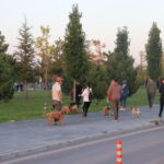 millet bahcesinde kopekler parkurda egitilip stres seviyeleri yuruyusle azaltiliyor 28ee66f3c4c9