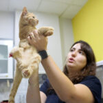 muftu bicerden kedi patisi kesenlere tibbi yardim alin cagrisi 3a01a285141f