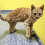 muftu bicerden kedi patisi kesenlere tibbi yardim alin cagrisi 7e4669d89df9