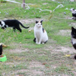 muftu bicerden kedi patisi kesenlere tibbi yardim alin cagrisi 9e1b8b241565