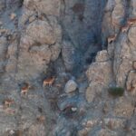 Erzincan'da Munzur Dağları'nda Dronla Görüntülenen Yaban Keçileri Ziyaretçilerin İlgi Odağı Oldu 3 munzur daglarindaki yaban kecileri dron kamerasinda 725f292d1809