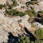 Erzincan'da Munzur Dağları'nda Dronla Görüntülenen Yaban Keçileri Ziyaretçilerin İlgi Odağı Oldu 2 munzur daglarindaki yaban kecileri dron kamerasinda 8901ce17d814