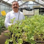 nigdede yerli ve milli patatesler topraksiz sistemlerle 12 ay boyunca uretiliyor ea541c5775e0