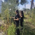 okul bahcesinde ogrencilerden zeytin hasadi 87665ed04b6a