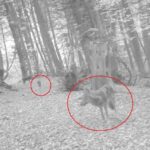 ormanda gezen 2 kurt fotokapana yansidi video eklendi 45603fac6dca