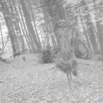 ormanda gezen 2 kurt fotokapana yansidi video eklendi 5e5b9014ce62