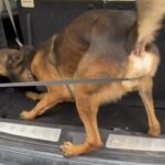 otoyolda durdurulan otomobilde 100 kilo metamfetamin ele gecirildi 1 gozalti b384364df5ff