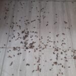 prof dr ozluden kahverengi kokarcaya temas uyarisi b0cafbc6e8f6
