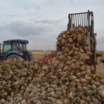 seker pancarinda rekolte ve fiyat yuz guldurdu 2c1fc5a63ff9