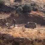 siddet uygulayana 6 ay 10 gun hapis cezasi verildi yigit adi konulan kopek bursadaki barinaga gidecek video eklendi 77eb568c462a
