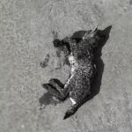 Şebinkarahisar'da Mahsur Kalan Vaşak, Doğa Ekipleri Tarafından Kurtarılarak Doğaya Salındı 3 su kanalina dusen vasak kurtarilip bakima alindi 2c02410f7830