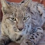 Şebinkarahisar'da Mahsur Kalan Vaşak, Doğa Ekipleri Tarafından Kurtarılarak Doğaya Salındı 5 su kanalina dusen vasak kurtarilip bakima alindi 841bf09884bf