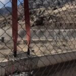 Şebinkarahisar'da Mahsur Kalan Vaşak, Doğa Ekipleri Tarafından Kurtarılarak Doğaya Salındı 1 su kanalina dusen vasak kurtarilip bakima alindi 85323f10100a