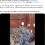 Şebinkarahisar'da Mahsur Kalan Vaşak, Doğa Ekipleri Tarafından Kurtarılarak Doğaya Salındı 6 su kanalina dusen vasak kurtarilip bakima alindi a42f4488c982