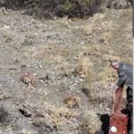 Şebinkarahisar'da Mahsur Kalan Vaşak, Doğa Ekipleri Tarafından Kurtarılarak Doğaya Salındı 4 su kanalina dusen vasak kurtarilip bakima alindi cd76ff2f117a