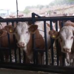 sut ineklerinin sagligini yapay zeka ile 24 saat takip ediyorlar 71c81858c7c7