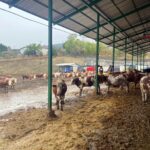 sut ineklerinin sagligini yapay zeka ile 24 saat takip ediyorlar 7a37a5442f43