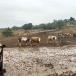 sut ineklerinin sagligini yapay zeka ile 24 saat takip ediyorlar c2339d5206ec