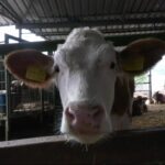 sut ineklerinin sagligini yapay zeka ile 24 saat takip ediyorlar ea6deae5c88d