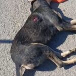 Kırıkhan'da sahipsiz köpeğe ateş açıldı, jandarma soruşturma başlattı. 2 tabanca ile vurulan sahipsiz kopek oldu 1a1b4b53e7b3