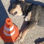 Kırıkhan'da sahipsiz köpeğe ateş açıldı, jandarma soruşturma başlattı. 1 tabanca ile vurulan sahipsiz kopek oldu e3ce774b5fc0