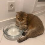 takinti hastasi kedi artasa antidepresanli tedavi 37b8c21a0a96