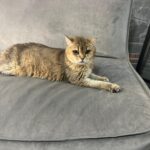 takinti hastasi kedi artasa antidepresanli tedavi 9c294fb1c227