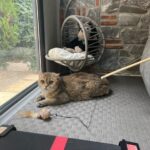 takinti hastasi kedi artasa antidepresanli tedavi aaf7f2a86abc