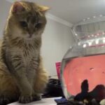 takinti hastasi kedi artasa antidepresanli tedavi de24f1a3d967
