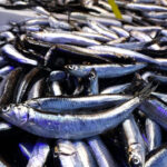 trabzonda balik tezgahlarinda cesit bollugu caec8d04b00c