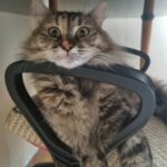 tunus donusu ucakta kaybolan kedi icin suc duyurusu 1fbf4dcf2c07