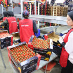 Ukrayna'nın Anti-Damping Kararı İhracatçılarda Tedirginlik Yarattı 3 ukraynanin domates ve dikenli salatalik karari icin cozum cagrisi 7eebc84e2df1